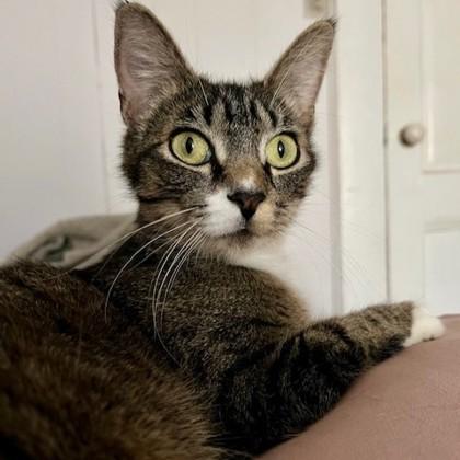 Enlarge Strawberry Shortcake, a Adoptable mixed breed in East Montpelier, VT image 2/3