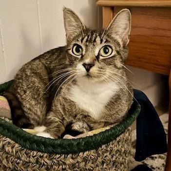 Enlarge Strawberry Shortcake, a Adoptable mixed breed in East Montpelier, VT image 3/3