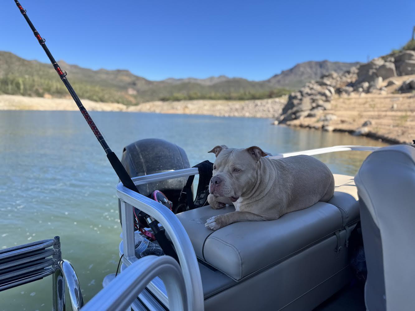 Enlarge Rocco, a ADOPTABLE Pit Bull Terrier in Peoria, AZ image 3/4