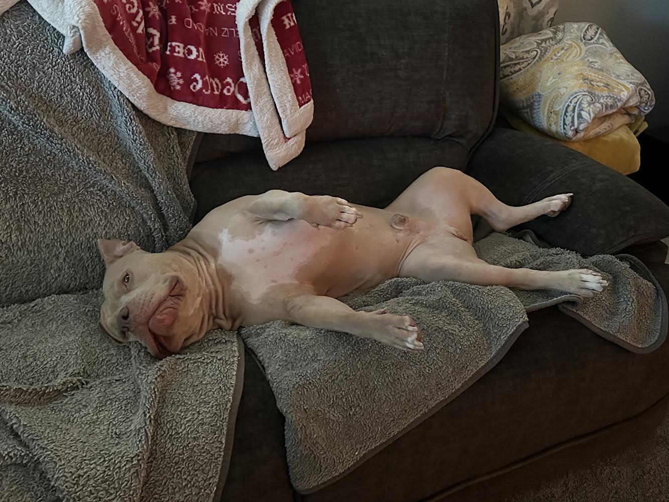 Enlarge Rocco, a ADOPTABLE Pit Bull Terrier in Peoria, AZ image 2/4