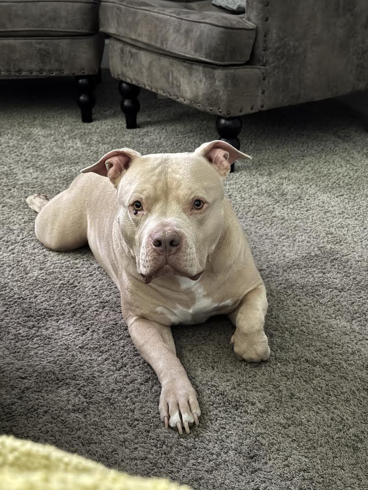 Enlarge Rocco, a ADOPTABLE Pit Bull Terrier in Peoria, AZ image 4/4