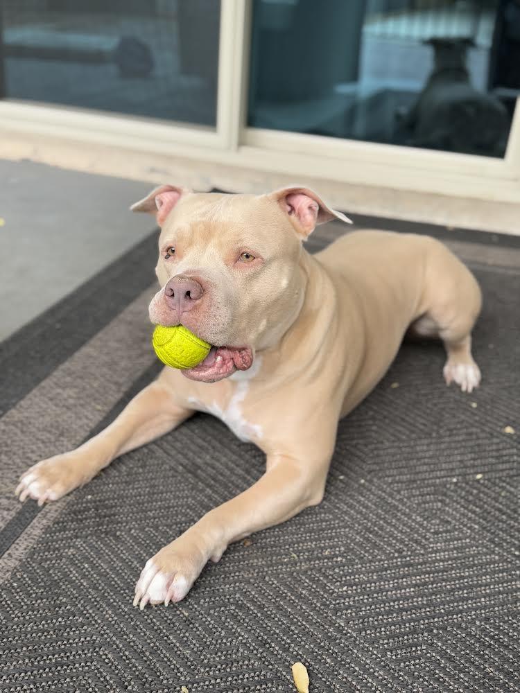 Rocco, ADOPTABLE, Adult Male Pit Bull Terrier.