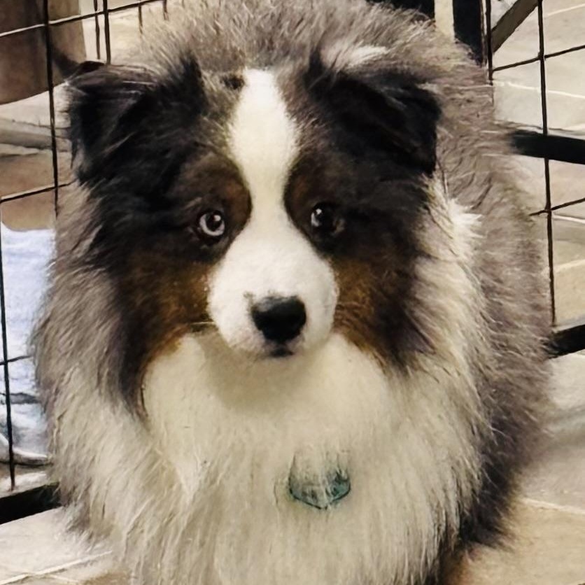 Hardy, ADOPTABLE, Adult Male Australian Shepherd.