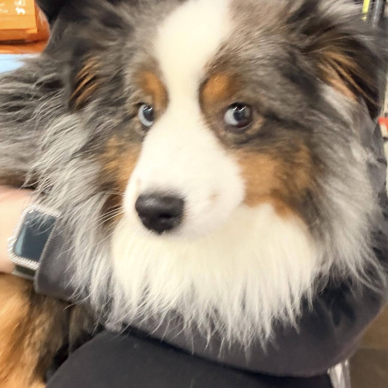 Enlarge Hardy, a ADOPTABLE mixed breed in Louisburg, KS image 2/5