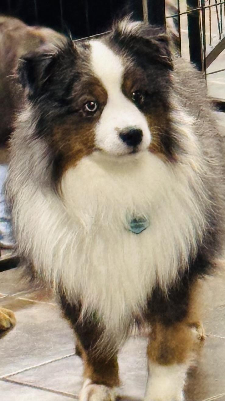 Enlarge Hardy, a ADOPTABLE mixed breed in Louisburg, KS image 4/5