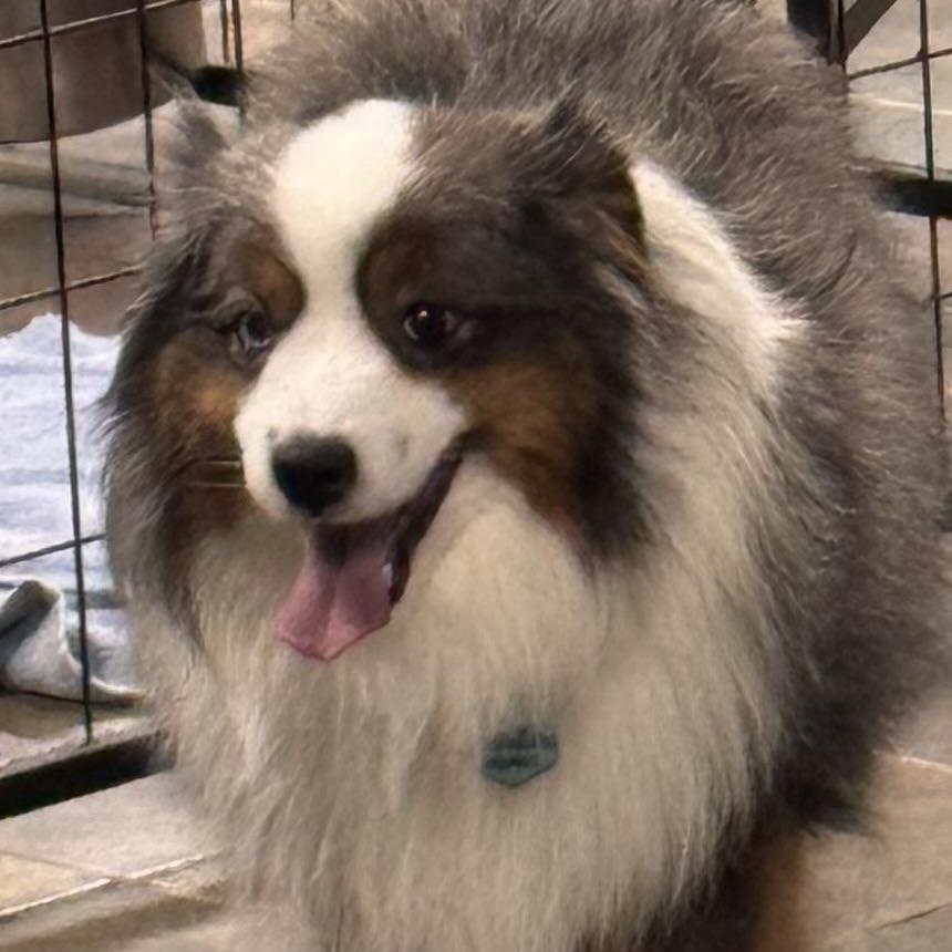 Enlarge Hardy, a ADOPTABLE mixed breed in Louisburg, KS image 3/5