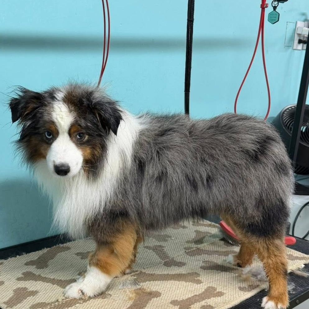 Enlarge Hardy, a ADOPTABLE mixed breed in Louisburg, KS image 5/5