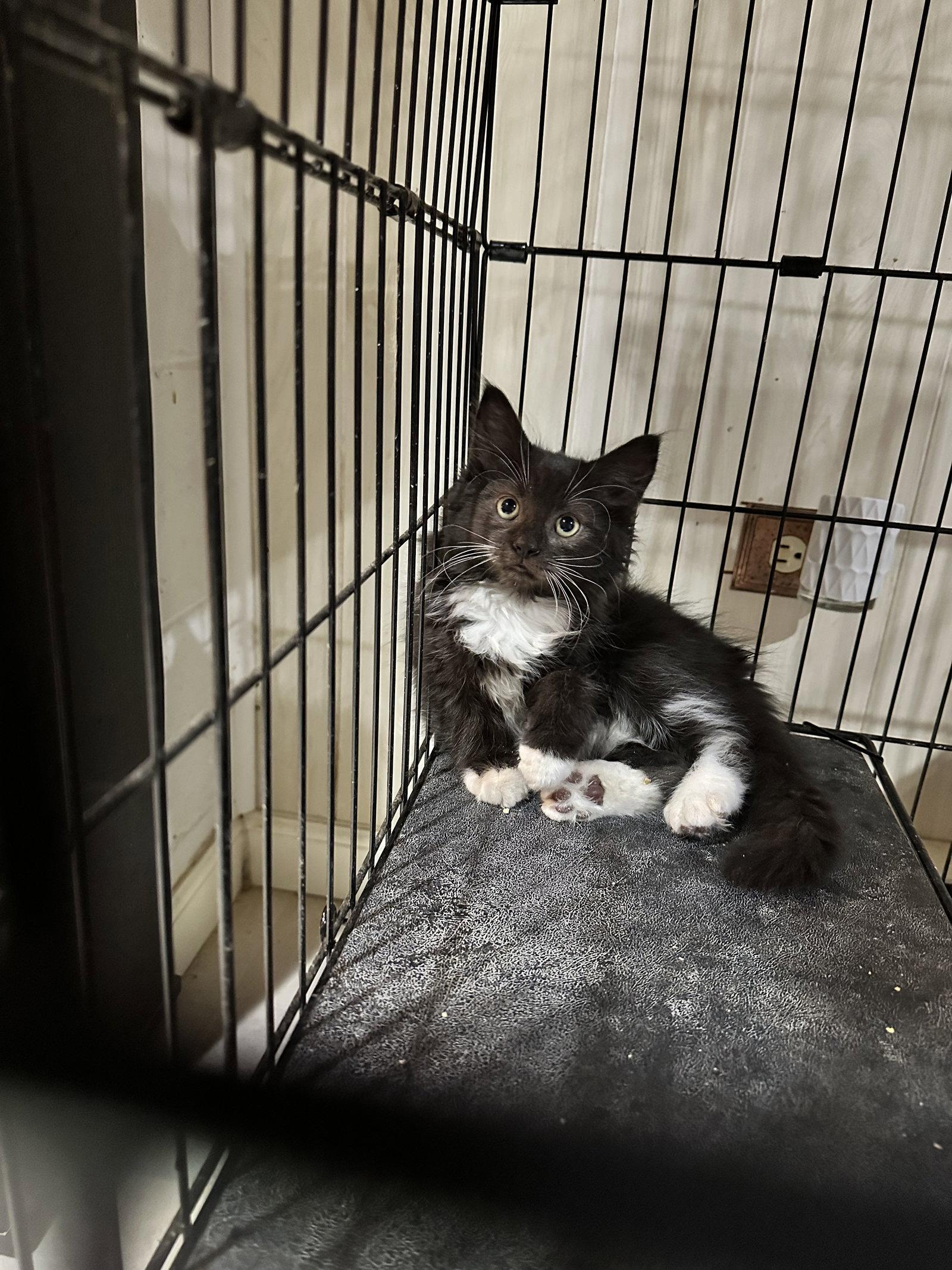 James, Adoptable, Kitten Male Domestic Long Hair.