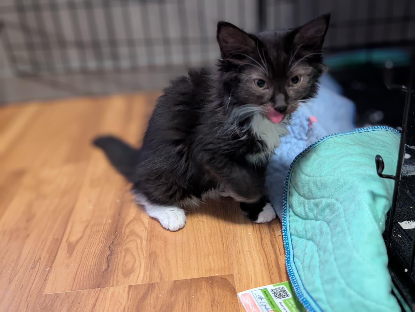James, a Adoptable Domestic Long Hair in Absecon, NJ image 2/3