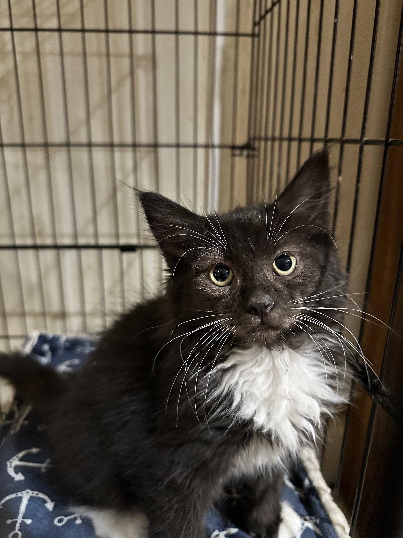 James, a Adoptable Domestic Long Hair in Absecon, NJ image 3/3