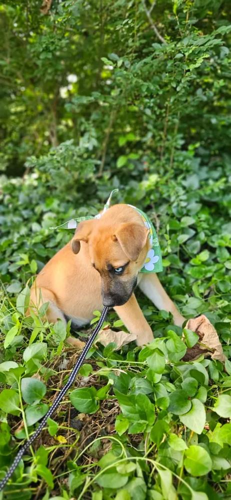 Kiska, Adoptable, Puppy Female Husky & Staffordshire Bull Terrier.
