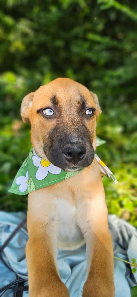 Enlarge Kiska, a Adoptable mixed breed in Norfolk, MA image 2/3