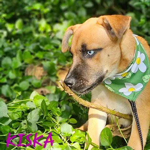 Enlarge Kiska, a Adoptable mixed breed in Norfolk, MA image 3/3