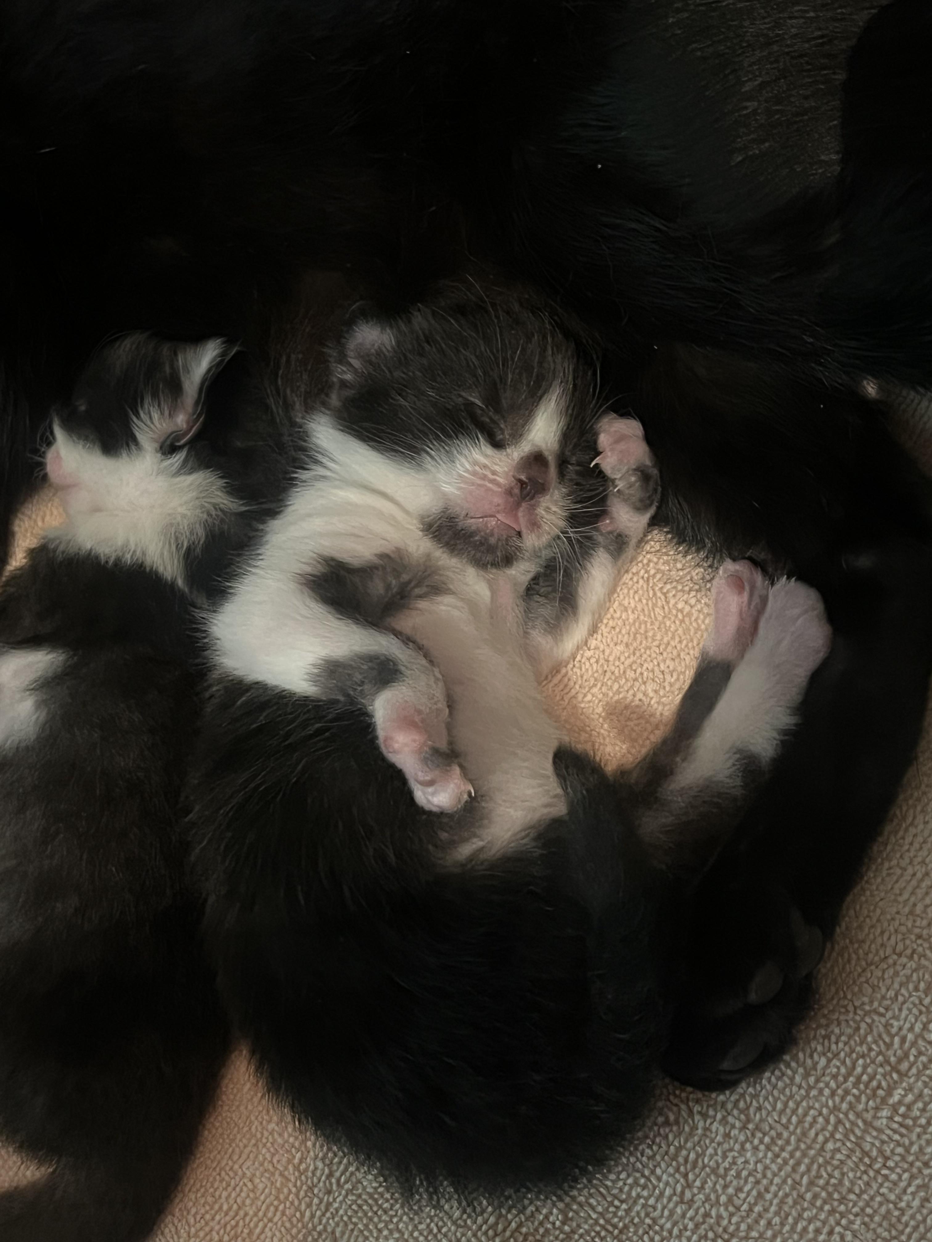 Cal photo 3