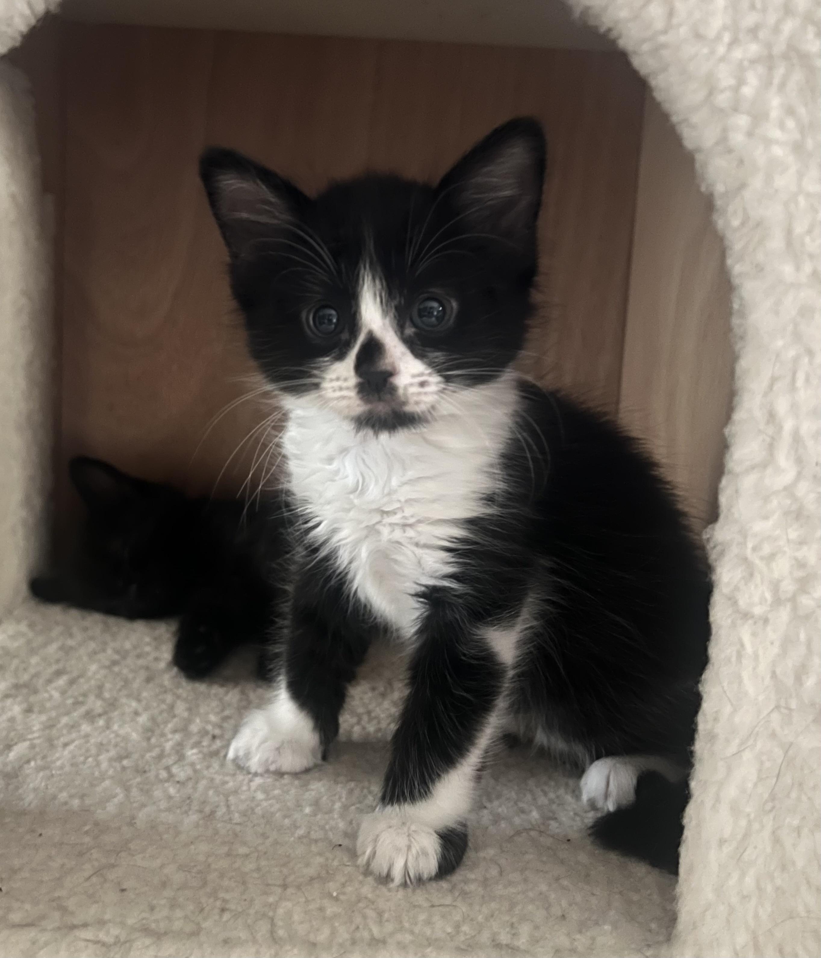 Cal, Baby Male American Shorthair