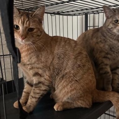 Enlarge Flower (1 year), a ADOPTABLE Domestic Short Hair in Los Angeles, CA image 2/3