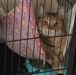Enlarge Flower (1 year), a ADOPTABLE Domestic Short Hair in Los Angeles, CA image 3/3
