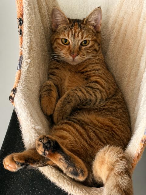 Flower (1 year), ADOPTABLE, Young Female Domestic Short Hair.
