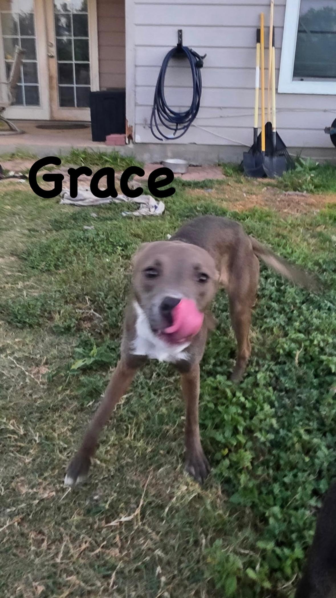 Enlarge Grace, a Adoptable mixed breed in Lincoln, NE image 2/5