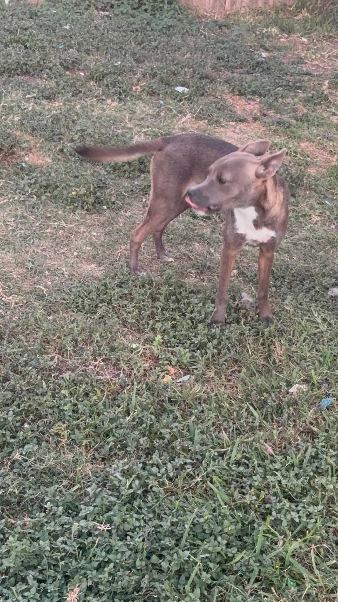 Enlarge Grace, a Adoptable mixed breed in Lincoln, NE image 5/5