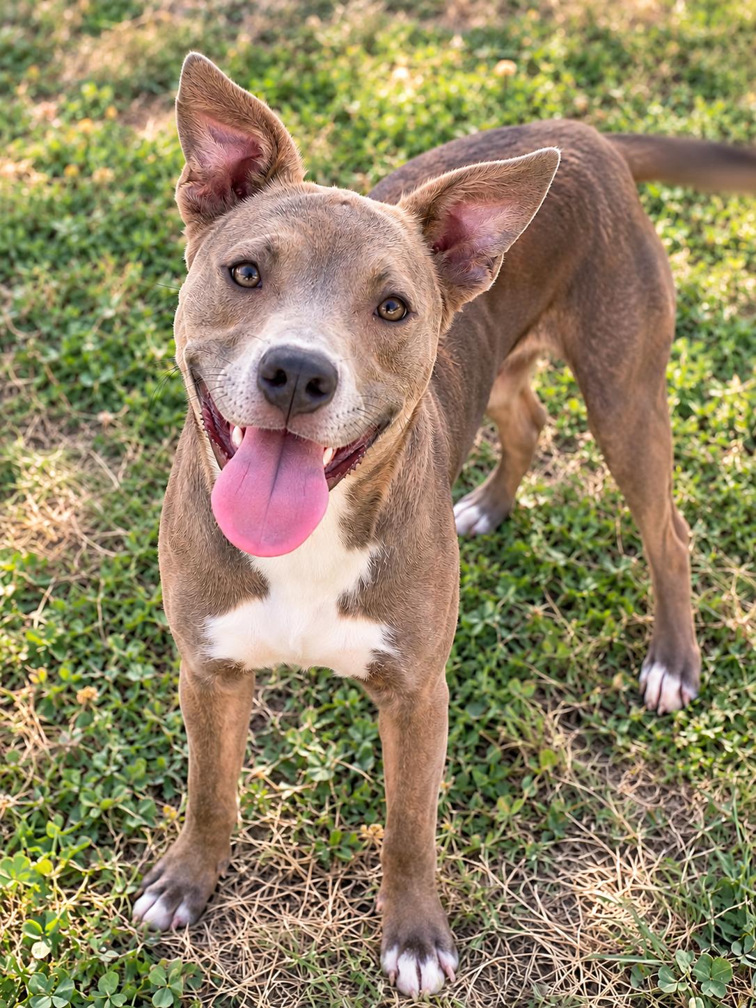 Enlarge Grace, a Adoptable mixed breed in Lincoln, NE image 1/5