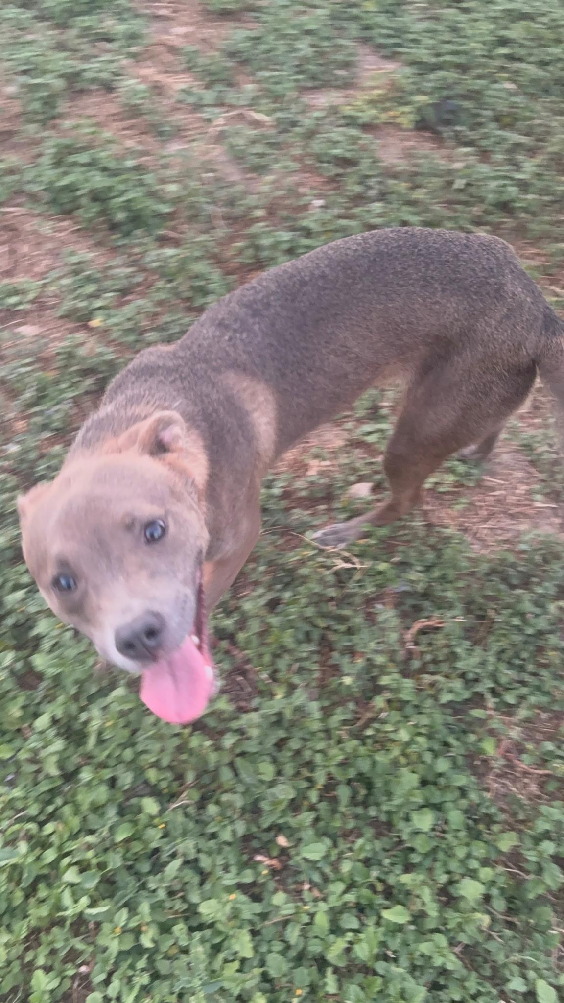 Enlarge Grace, a Adoptable mixed breed in Lincoln, NE image 3/5