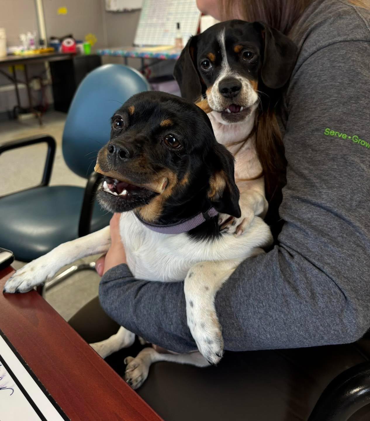 Molly, adopted, Young Female Dachshund & Pug.