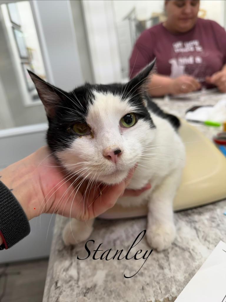 Enlarge Stanley, a Adoptable mixed breed in Glenfield, NY image 1/1