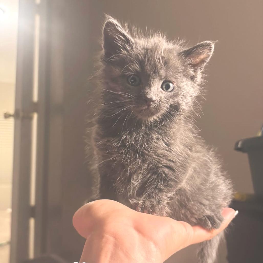 Enlarge Lollipop, a Adoptable Domestic Medium Hair in Commerce City, CO image 6/6