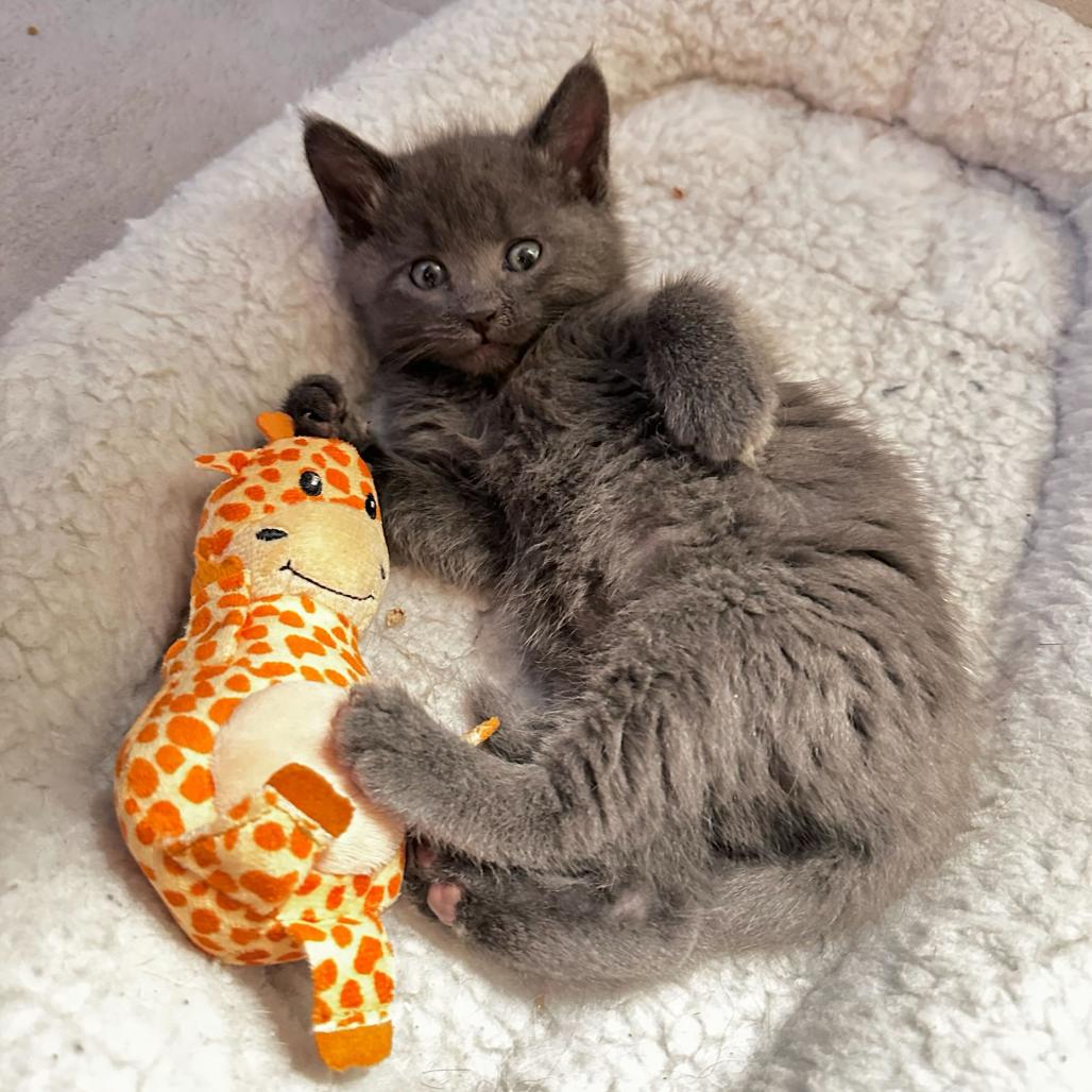Enlarge Lollipop, a Adoptable Domestic Medium Hair in Commerce City, CO image 5/6