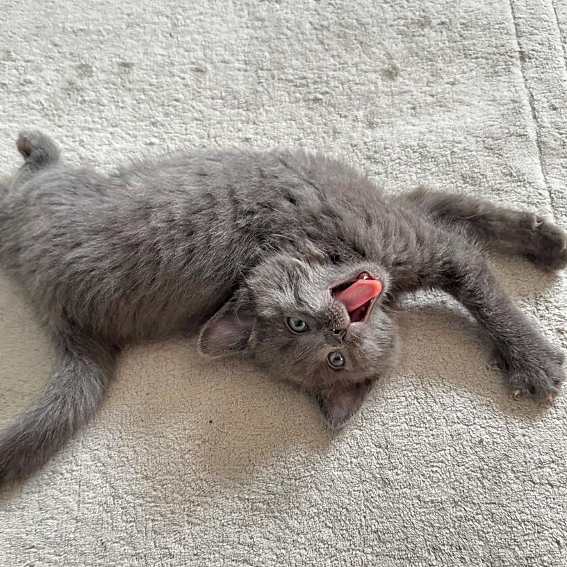 Enlarge Lollipop, a Adoptable Domestic Medium Hair in Commerce City, CO image 2/6