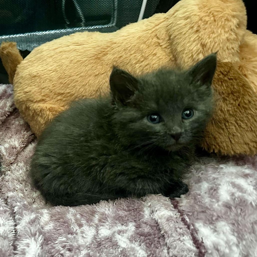 Enlarge Lollipop, a Adoptable Domestic Medium Hair in Commerce City, CO image 3/6