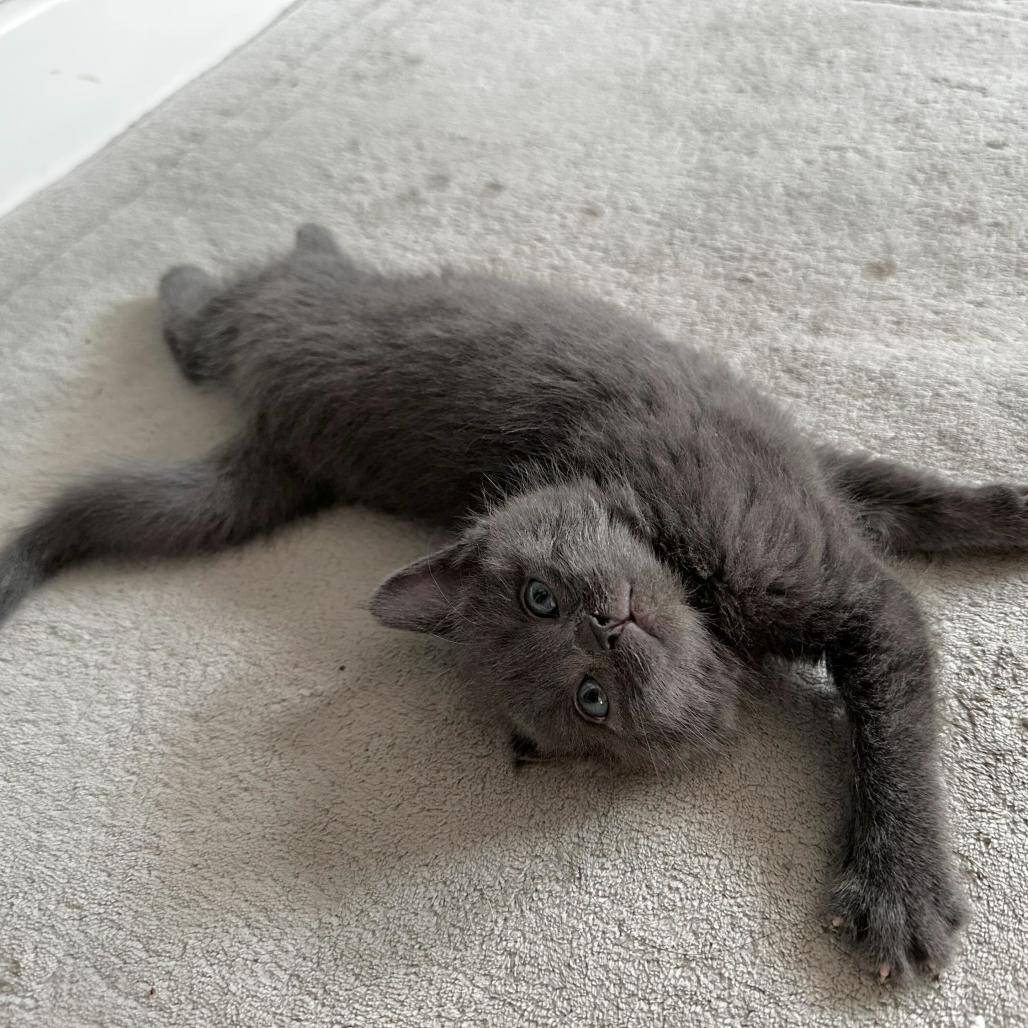 Enlarge Lollipop, a Adoptable Domestic Medium Hair in Commerce City, CO image 4/6