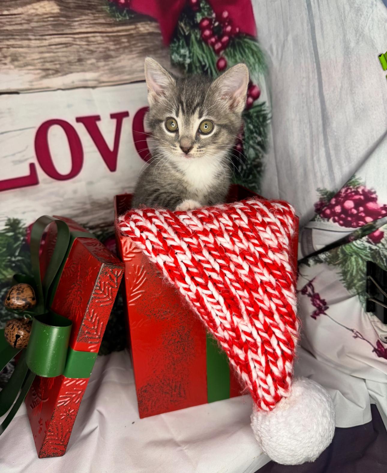 Cookie Dough thumbnail 3