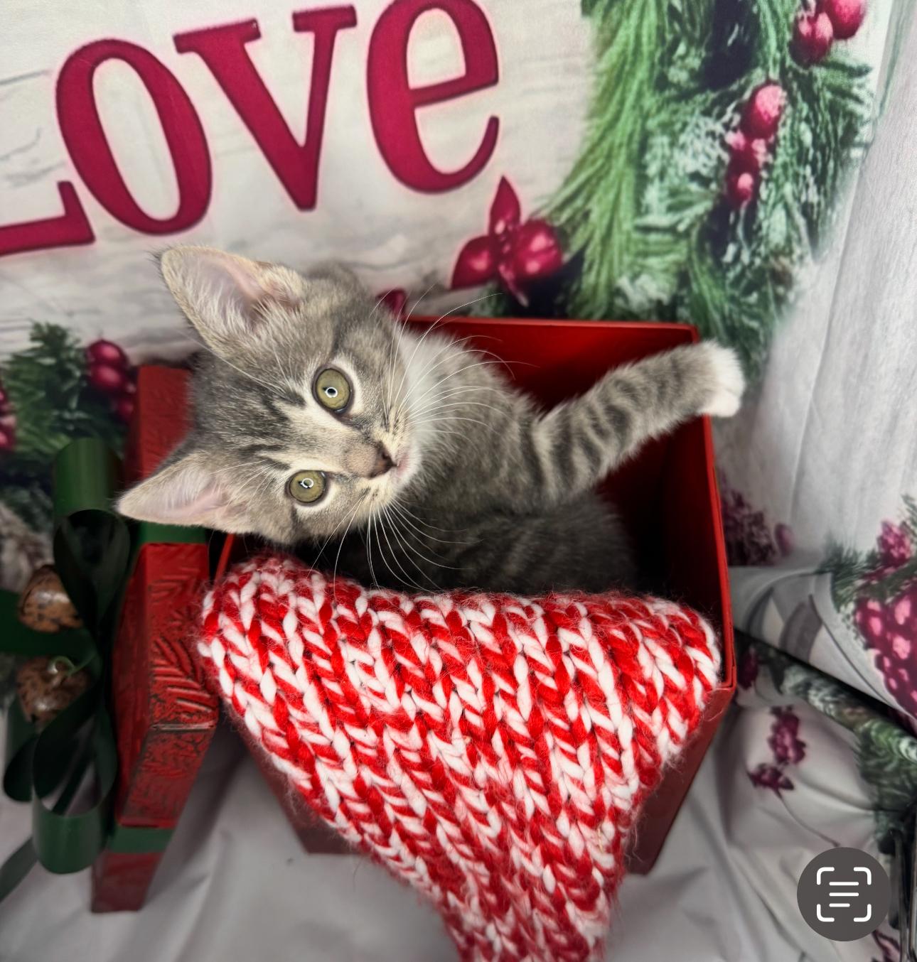 Cookie Dough thumbnail 4