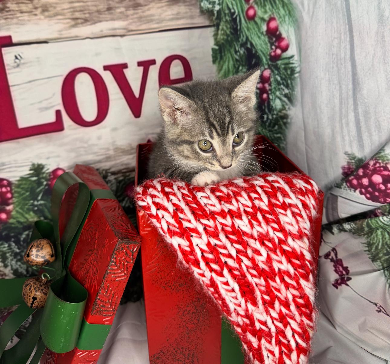 Cookie Dough thumbnail 5