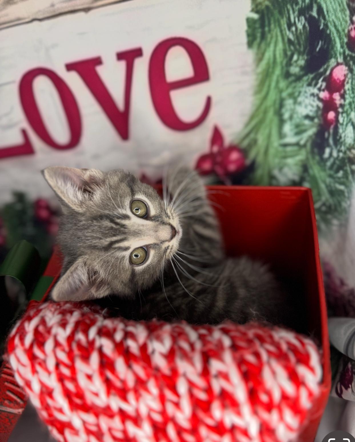 Cookie Dough thumbnail 6