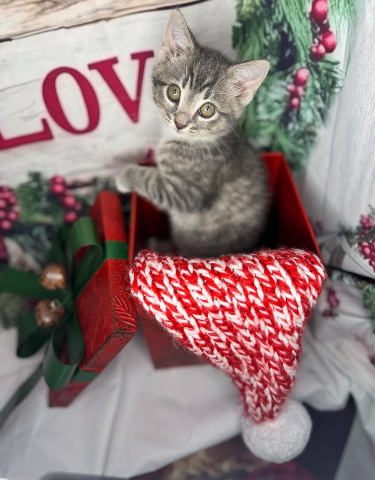 Cookie Dough thumbnail 7