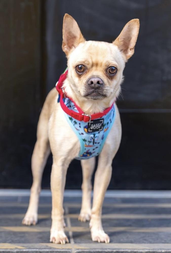 Taco, Adoptable, Adult Male Chihuahua & Pug.