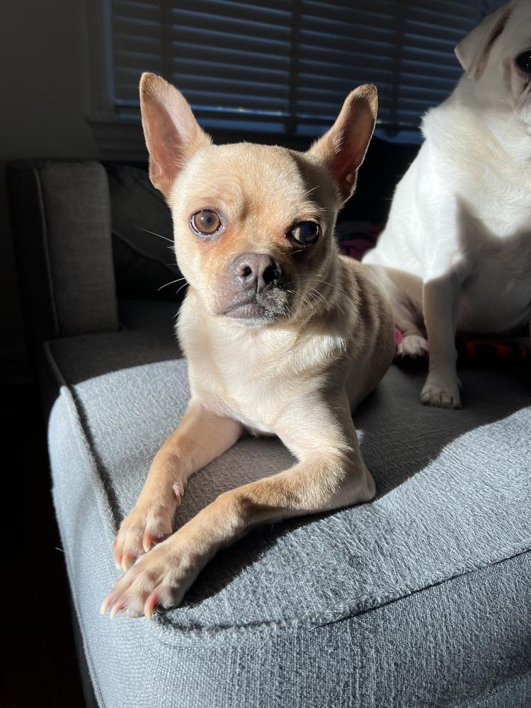 Enlarge Taco, a Adoptable mixed breed in New York, NY image 2/6