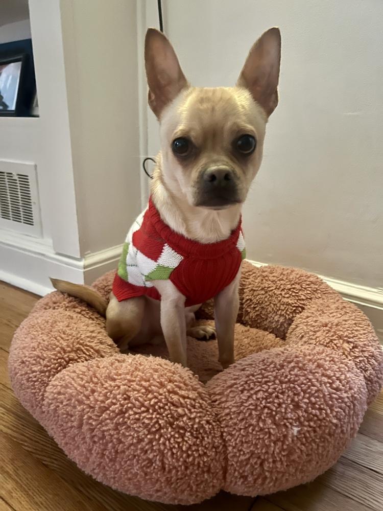 Enlarge Taco, a Adoptable mixed breed in New York, NY image 2/6