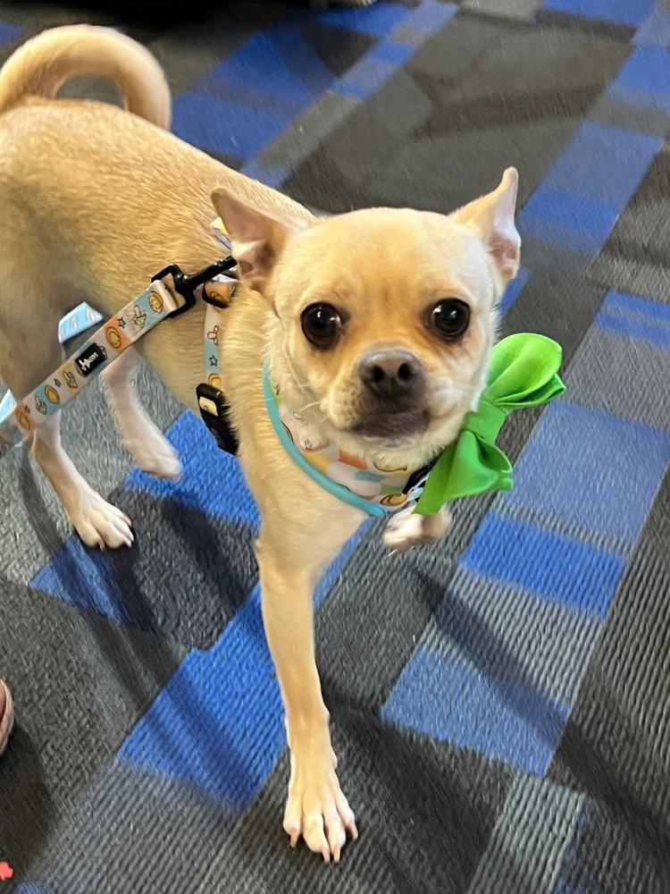 Enlarge Taco, a Adoptable mixed breed in New York, NY image 3/6