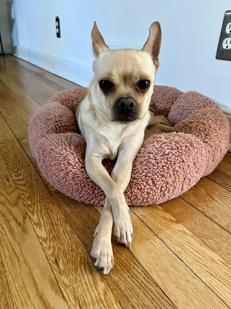 Enlarge Taco, a Adoptable mixed breed in New York, NY image 4/6