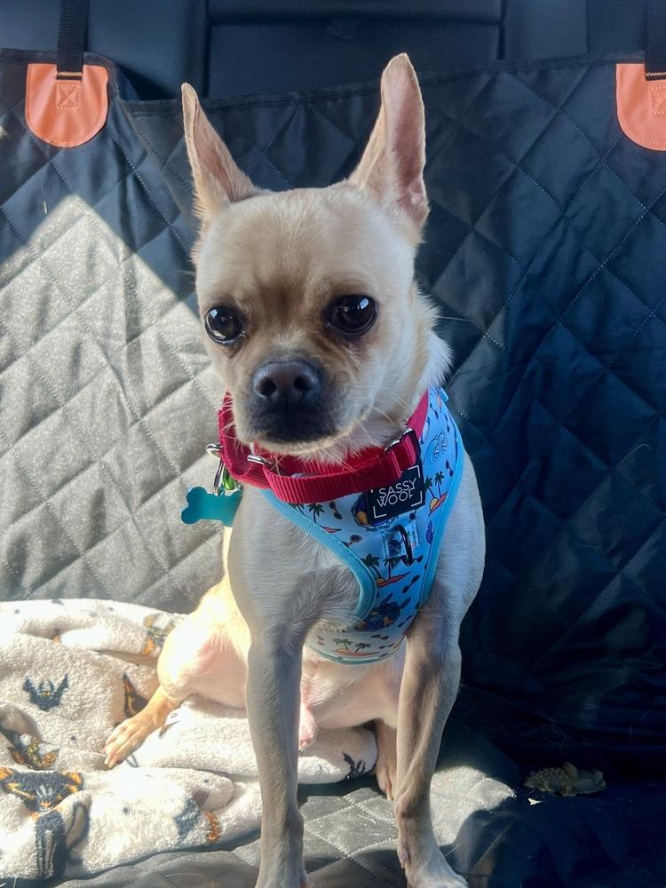 Enlarge Taco, a Adoptable mixed breed in New York, NY image 4/6