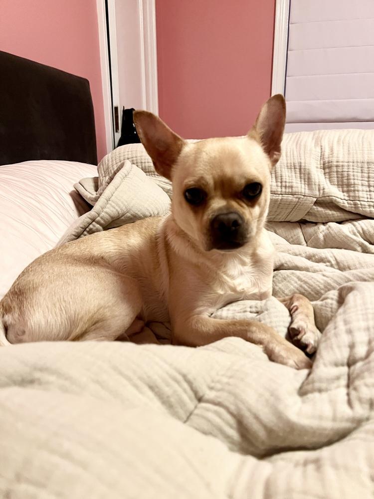 Enlarge Taco, a Adoptable mixed breed in New York, NY image 6/6