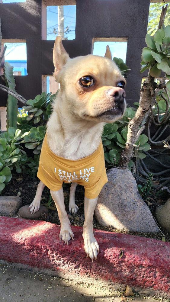 Enlarge Taco, a Adoptable mixed breed in New York, NY image 5/6