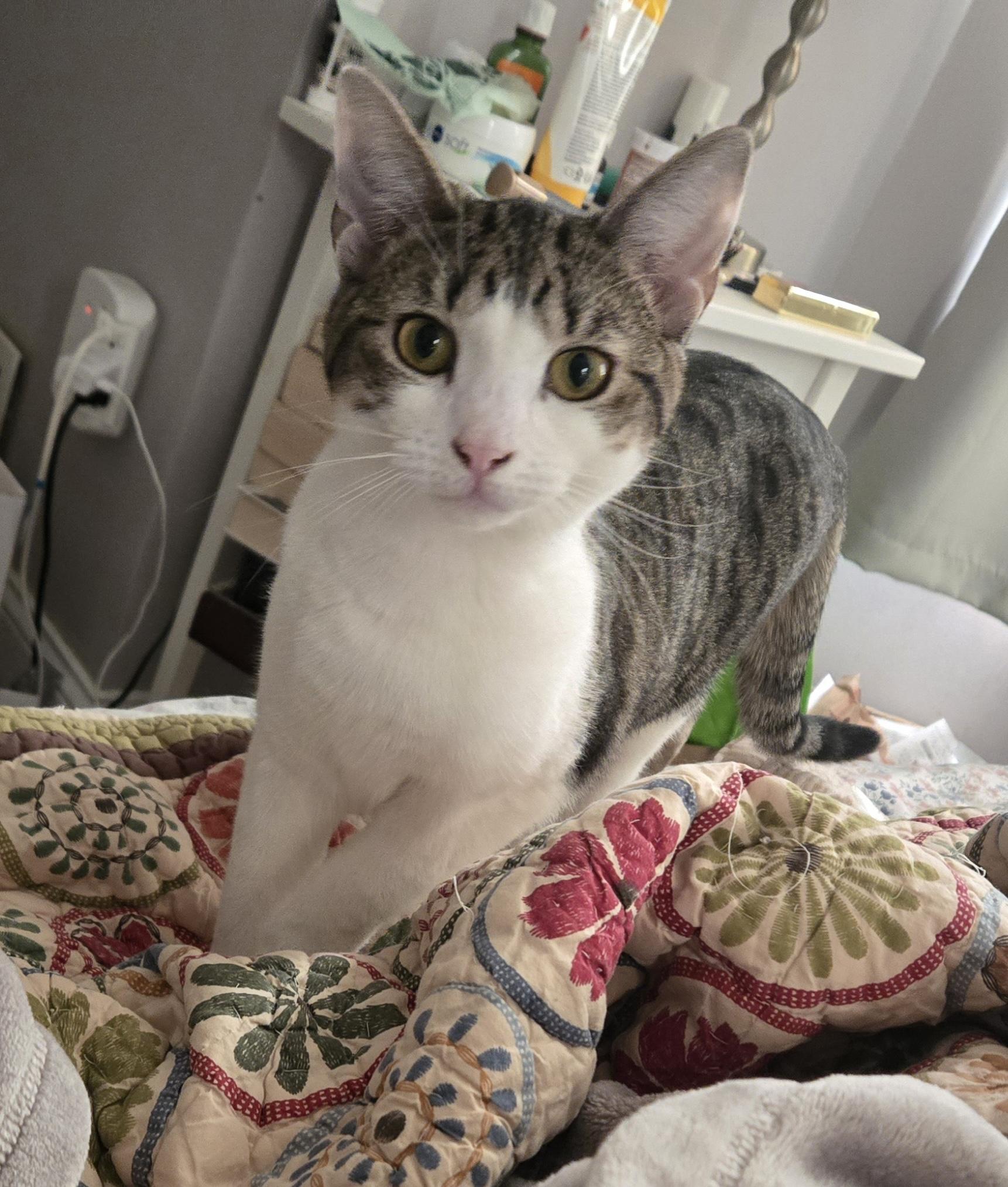 Inej Ithan, Adoptable, Young Female Domestic Short Hair.