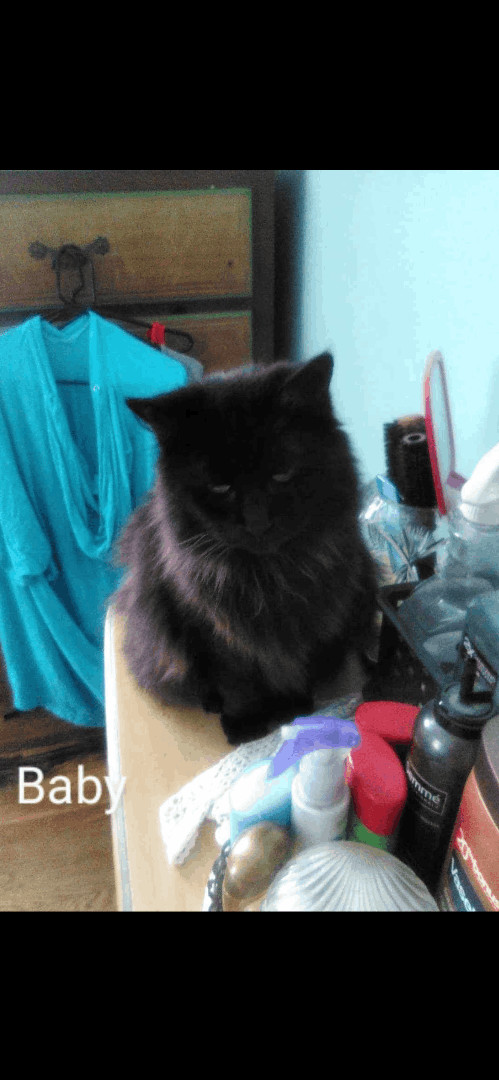 Baby - long fur; loves to be brushed 