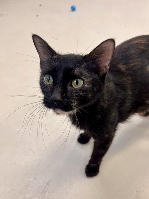 Miss MacDonald, Adoptable, Adult Female Domestic Short Hair.