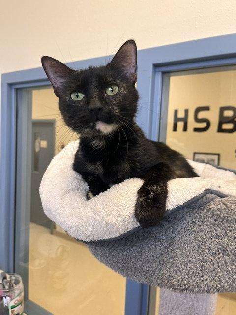 Enlarge Miss MacDonald, a Adoptable Domestic Short Hair in Webster, WI image 2/2